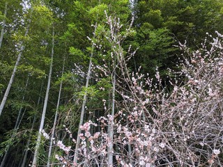 pine forest in spring