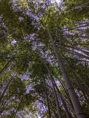 flowers in the forest