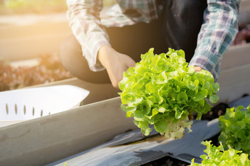 closeup hands of young asian man farmer checking fresh organic vegetable kitchen garden in farm, produce and cultivation green oak lettuce for harvest agriculture with business, healthy food concept.