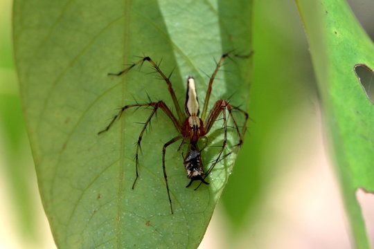 Spinne Oxyopes salticus mit erbeuteter Stier Horn Zikade