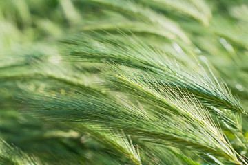 Bright fresh green decorative spikelets