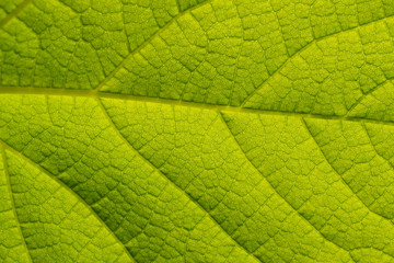 Closeup nature view of green leaf.