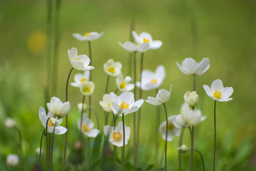 Meadow of beautifil white anemone flowers on blurred light green floral background