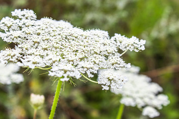 Medicinal wild grass of the yarrow.