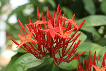 Jember, Indonesia 29 March 2020 : Asoka Flower