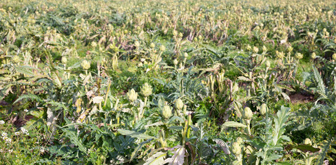 Ripe artichokes on plantation