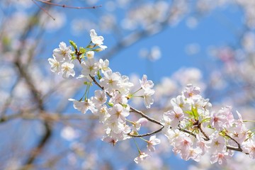 Landscape of White Cherry Blossom Trees