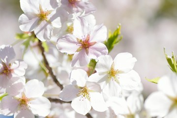Landscape of White Cherry Blossom Trees