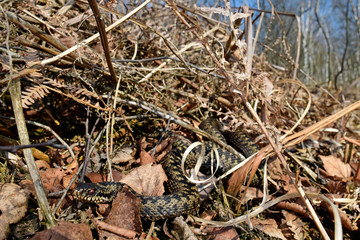 common adder / Kreuzotter (Vipera berus) Männchen 
