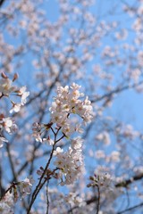 Landscape of White Cherry Blossom Trees