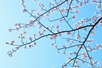 Fototapeta na wymiar Landscape of White Cherry Blossom Trees