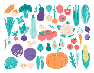 Set of vegetables. Sweet potatoes, broccoli, mushrooms, zucchini, eggplant, tomatoes, peppers, chili, cabbage, celery, pumpkin, beetroot, corn, arugula, basel, onions, carrots. Vector illustration