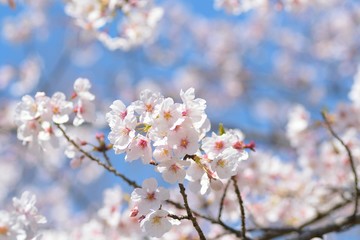 Landscape of White Cherry Blossom Trees
