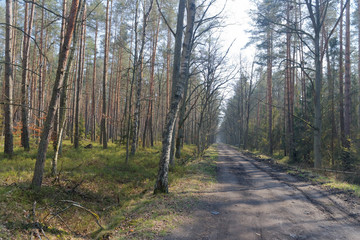 view of the birch and pine forest