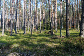 view of the birch and pine forest