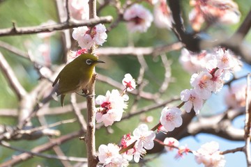White Eye Bird on White Plum blossom tree in Japan