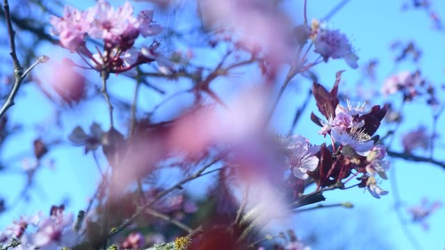 Prunus cerasifera Nigra, Blutpflaume, Ziebaum im Garten bei blauem Himmel.