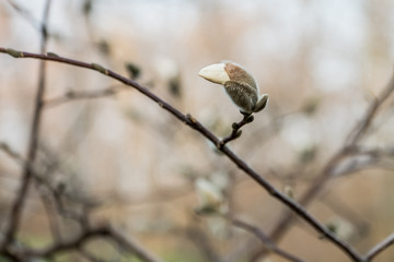 Magnolia flower bud in early spring. Tree branch with magnolia flower. The beginning of the flowering of magnolia. Magnolia tree in early spring with young flower buds. 