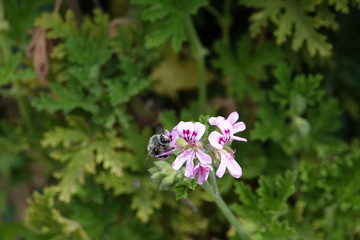 ABEJA SOBRE UNA FLOR EN MI JARDIN