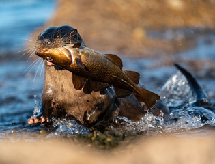 Close up of an adult female European Otter ( Lutra lutra) rushing out of water with a large fish