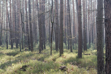 view of the birch and pine forest