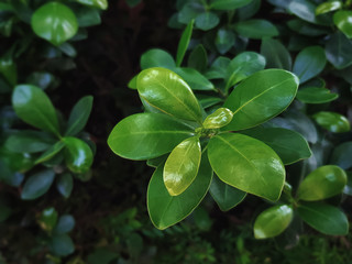 Close-up Shot of Fresh Green Plant in the Park