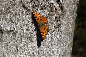 Comma Polygonia c-album butterfly © Karolina