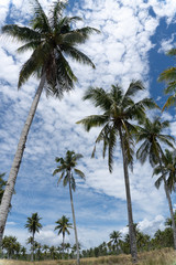 Obraz premium Palm Trees and Blue Sky