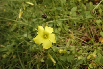 ABEJA EN PLENO VUELO