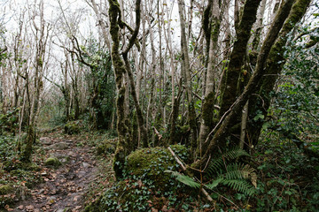 Obraz premium Wild Ireland