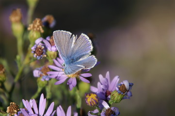 Fototapeta na wymiar blue (butterfly)