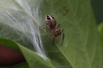 unbestimmte Springspinne bewacht ihr Gelege