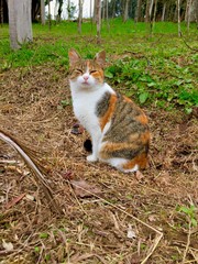 cat in garden