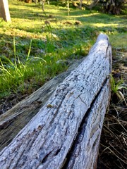 Fototapeta premium Geada