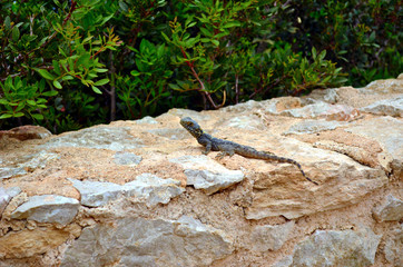 Spotted lizard on ancient ruins