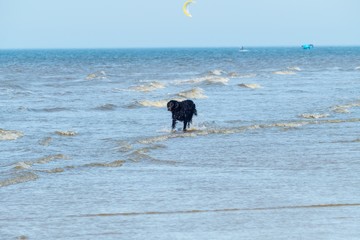 Rennender Hund im Meer 