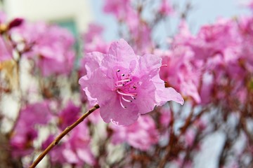 한국 인천시 남동구 인천대공원에핀 꽃 입니다