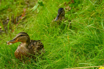 Two ducks stand in the grass by the river