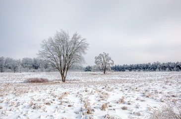 Winter landscape of iced trees after a freezing rain weather event, Al Sabo Meadow, Michigan, USA