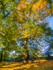 autumn in the park