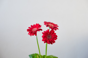 Three red daisies stand on a table on a white background