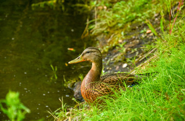 A gray duck stands in the grass by the river in the park