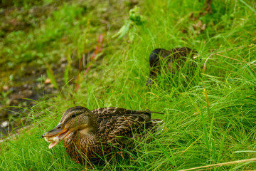 Two ducks stand in the grass by the river