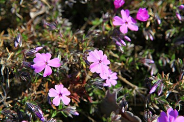 한국 인천시 남동구 인천대공원에핀 꽃 입니다