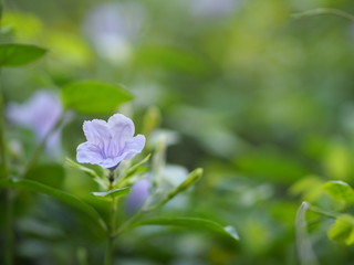 Purple flower blooming in garden on blurred of nature background, name Ruellia tuberosa minnieroot, popping pod, cracker plant