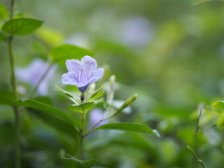 Purple flower blooming in garden on blurred of nature background, name Ruellia tuberosa minnieroot, popping pod, cracker plant