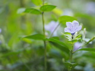 Fototapeta na wymiar Purple flower blooming in garden on blurred of nature background, name Ruellia tuberosa minnieroot, popping pod, cracker plant
