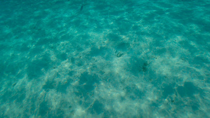 Fototapeta na wymiar Ripples of sunlight underwater on sandy ocean floor with two camouflaged weever fish.
