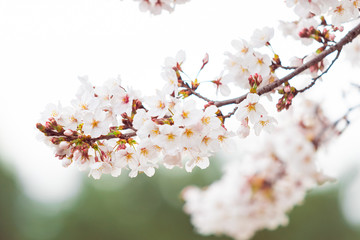 桜 Sakura サクラ