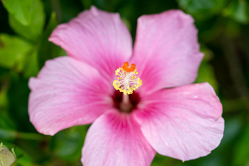 pink flower